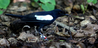 F68A3313 Aride Seychelles magpie-robin Copsychus sechellarum