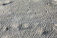 F68A0706 Crab tracks Suheli Beach RBD
