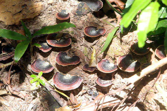 Tree fungus Masaola Madagascar Oct 2018