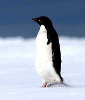 Adelie Penguins