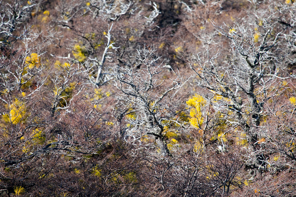 Nothofagus and Epiphytes in Winter_MG_1222 - Copy