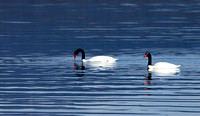 Black-necked Swan_MG_1342 - Copy