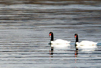 Black-necked Swan_MG_1348 - Copy
