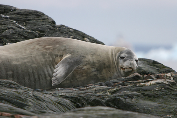 2636 Amphibolite Point Weddell Seal