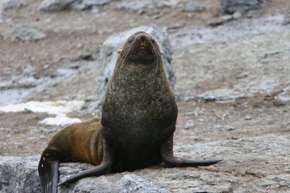 2585 Mathews Island Fur Seal