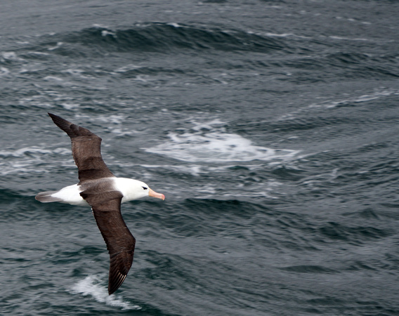 Black browed Albatross Saunders Island 20 Jan 24 RBD00371