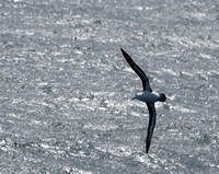 Black browed Albatross Saunders Island 20 Jan 24 RBD00332
